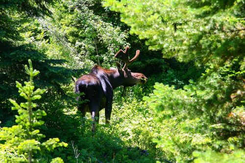 grand teton moose wyoming