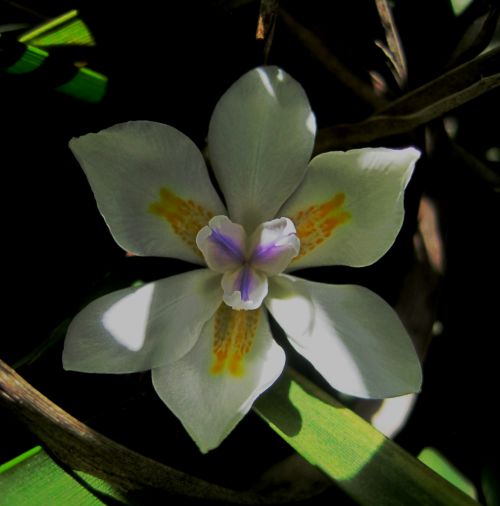 Grandiflora Wild Iris