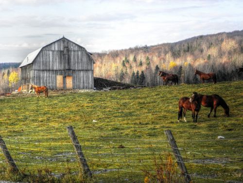 grange horses fall