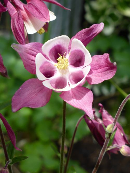 grannies bonnet aquilegia purple