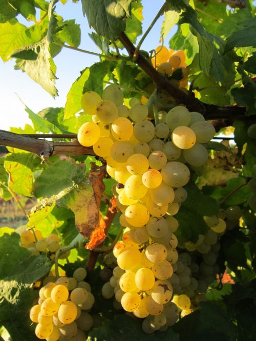 grape vine grapes