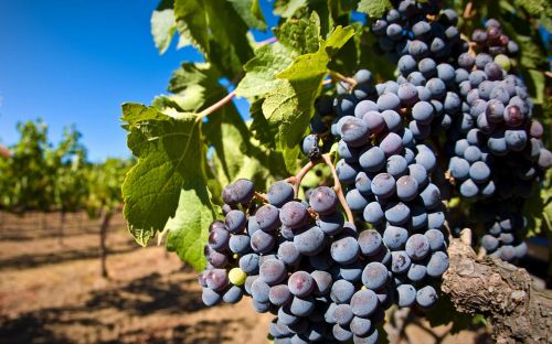 grape planting purple