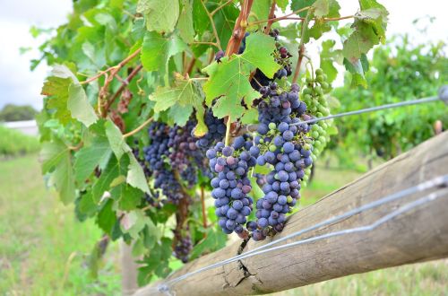 grape wine vineyard