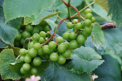 grape vine vines