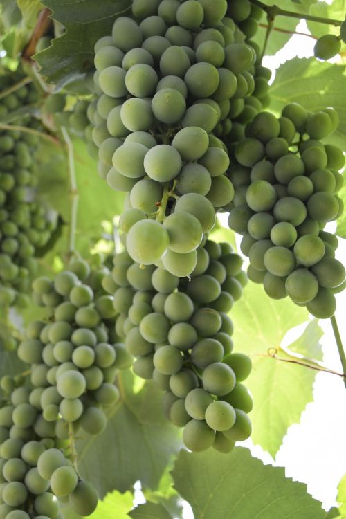 grape wine summer