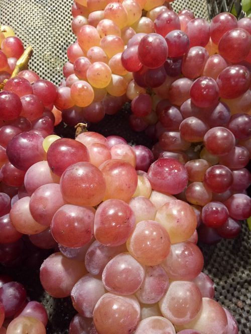 grape fruit summer