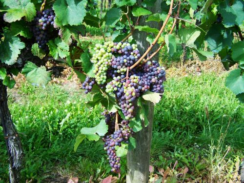 grape fruit cluster crop