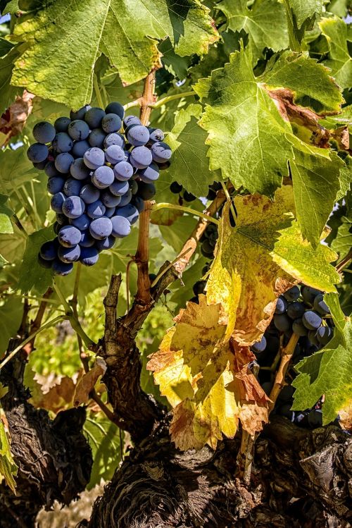 grape cluster vine