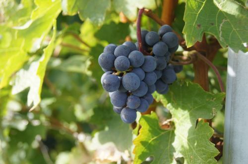 grape grapevine wine
