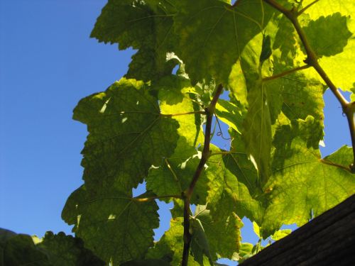 grape leaves vine