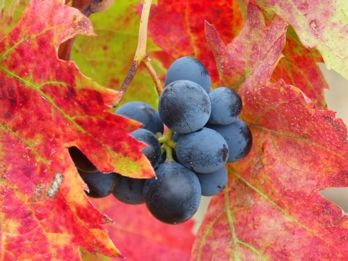 grape priorat vineyard