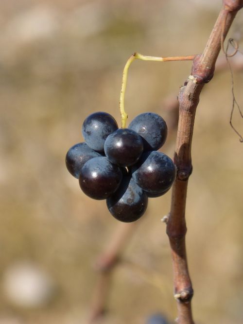 grape priorat carroll