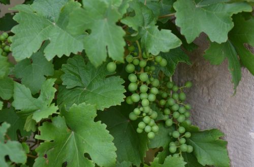 grape grapevine leaves