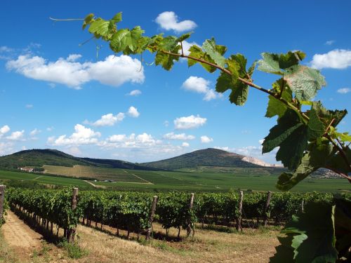 grape tendril vineyard