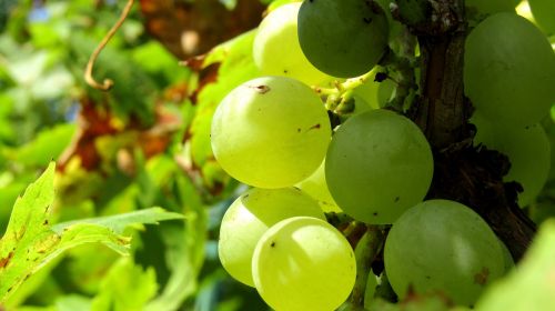 grape autumn vintage