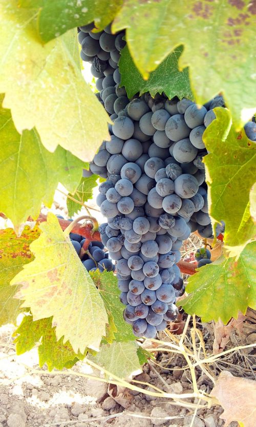 grape grapes cluster