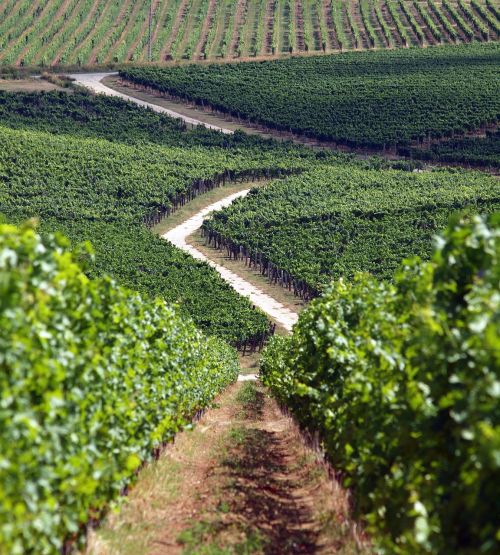 grape vineyard villány