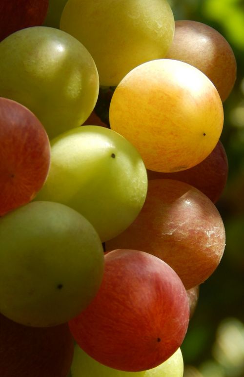 grape fruit natural