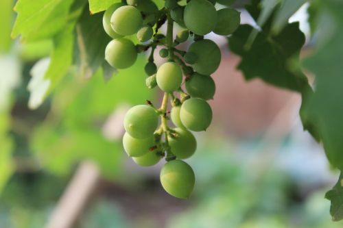 grape fruit green