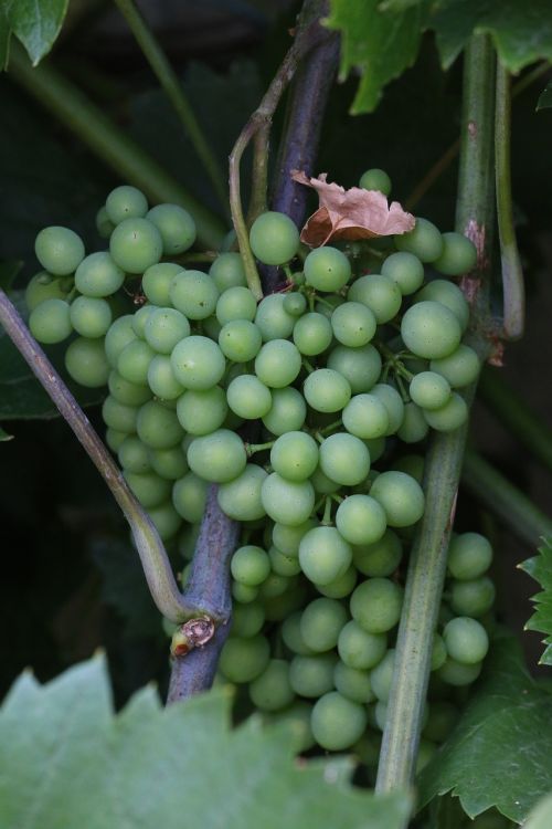 grape fruit nature