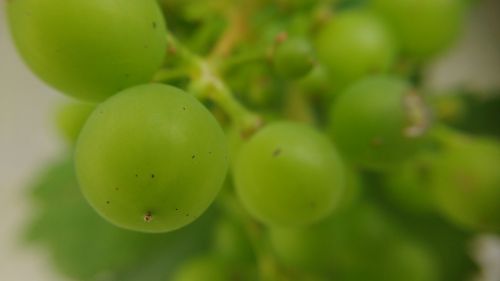 grape macro green