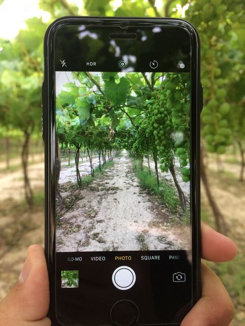 grape iphone camera farm
