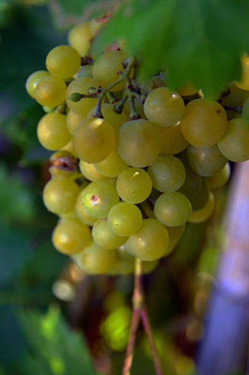 grape red grapes fruit