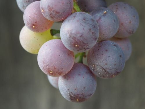 grape fruit grapes