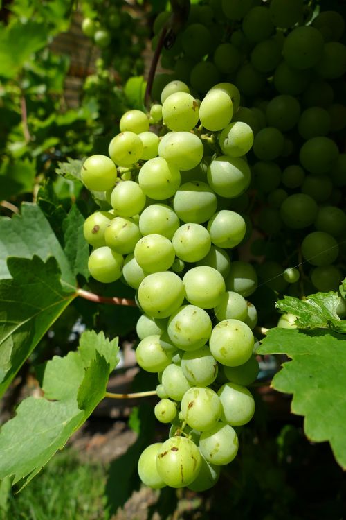 grape vine fruit