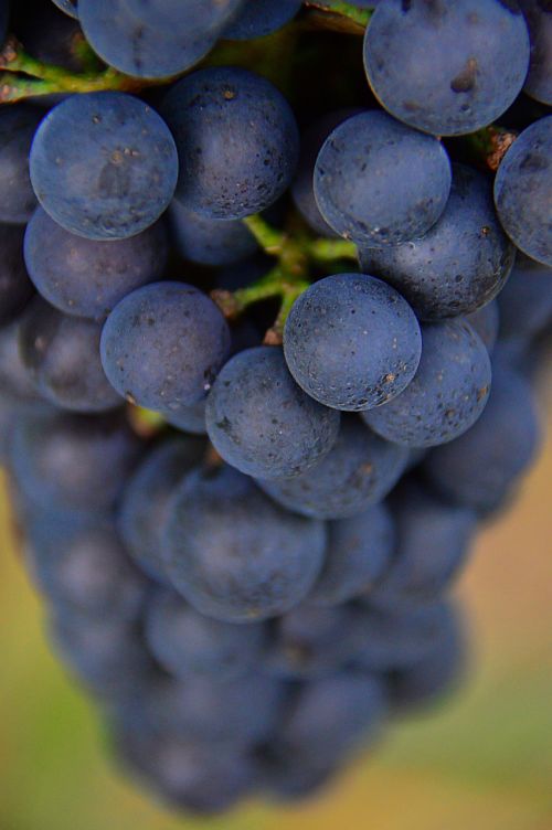 grape red grapes fruit