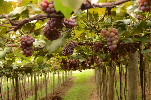 grape videira fruit