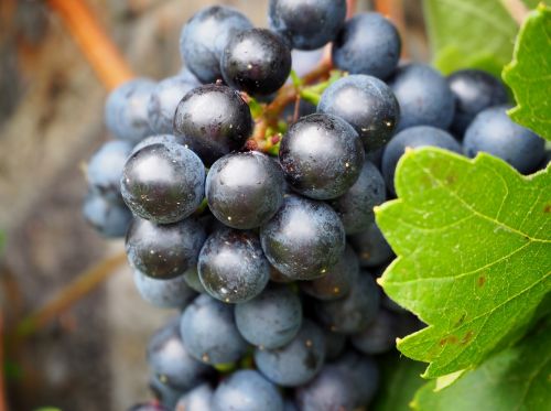 grape grapes vines