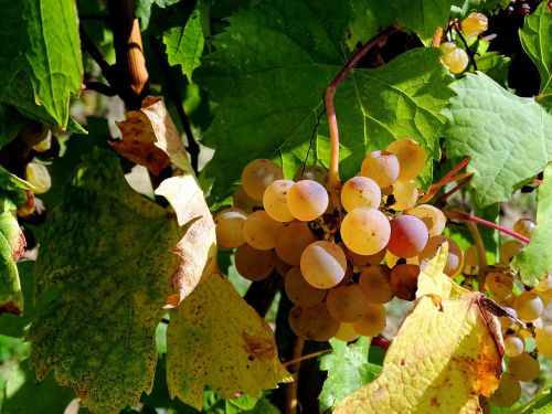 grape cluster vine