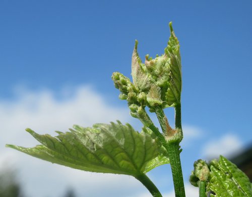 grape  plant  foliage