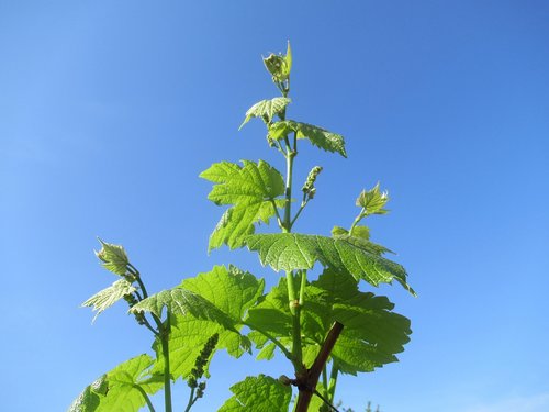 grape  foliage  plant