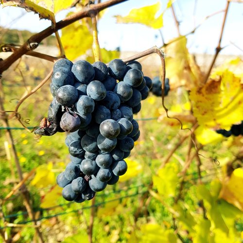 grape  fruit  vine