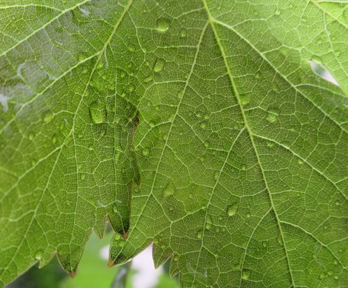 grape  foliage  rain
