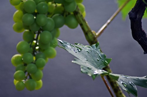 grape  fruit  vitamin