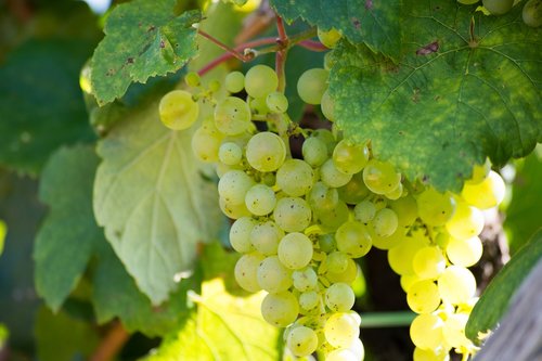 grape  foliage  wine