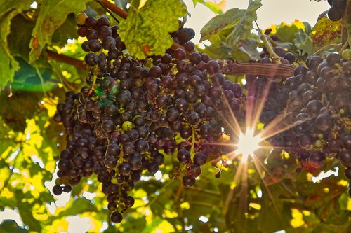 grape  grapes  vine