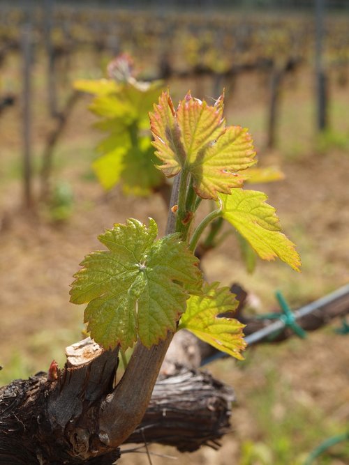 grape  plantation  foliage