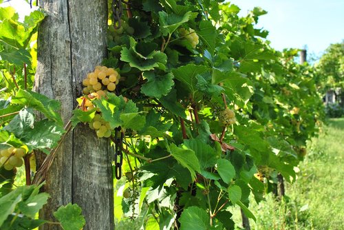 grape  szőlősor  vintage