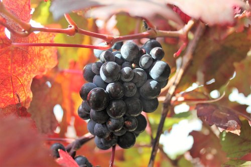 grape  vine  fruits