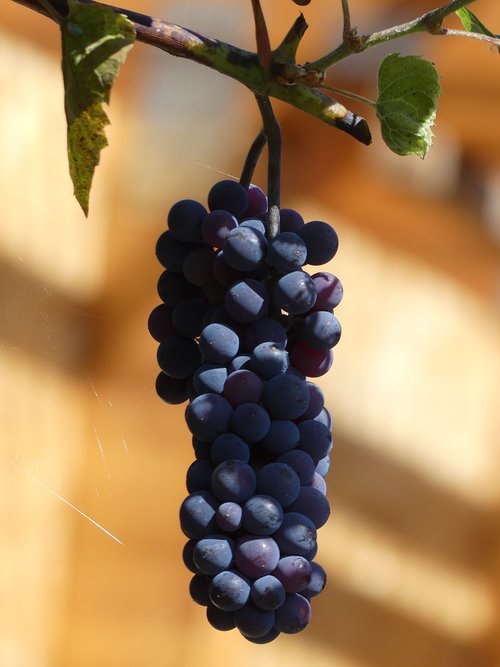 grape  wine  grapevine