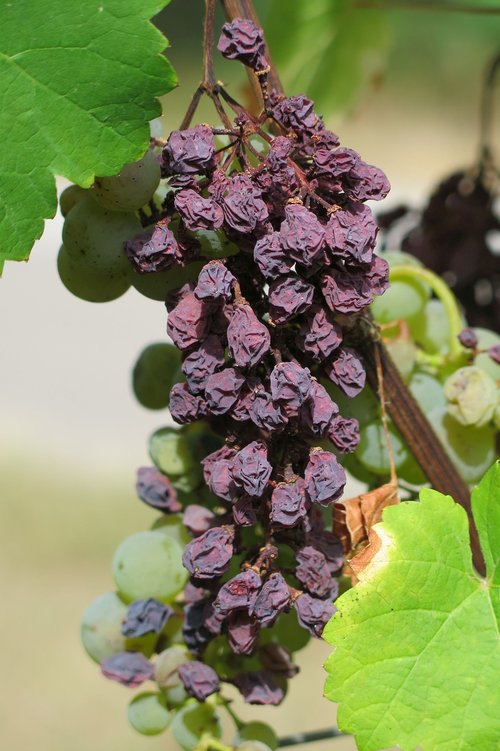 grape  raisin  dry