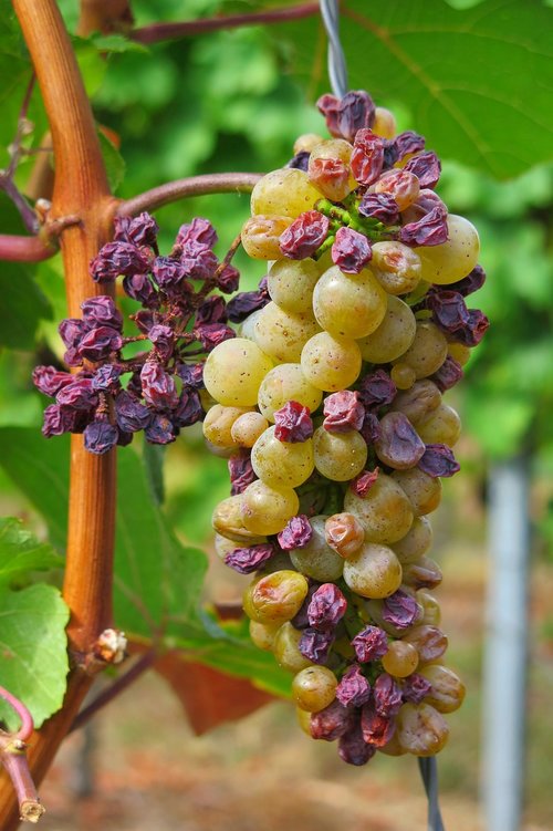 grape  drought  raisin