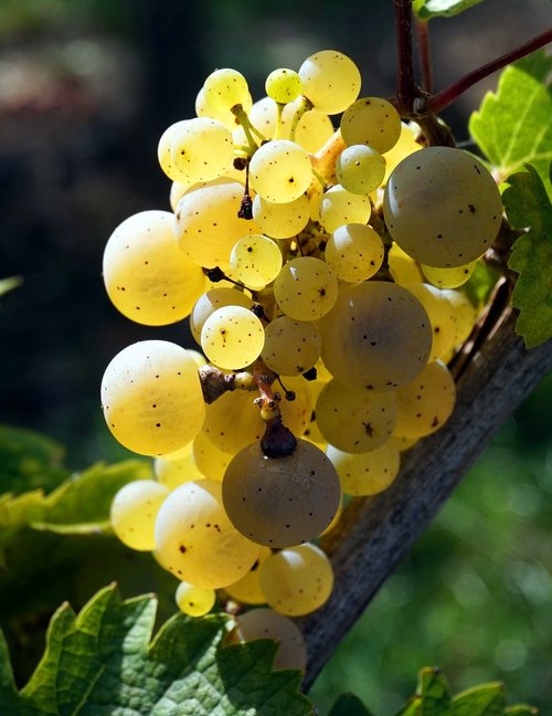 grape  white  wine