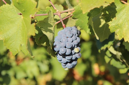 grape  merlot wine  cluster grape