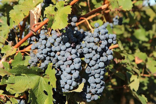 grape  merlot wine  cluster grape