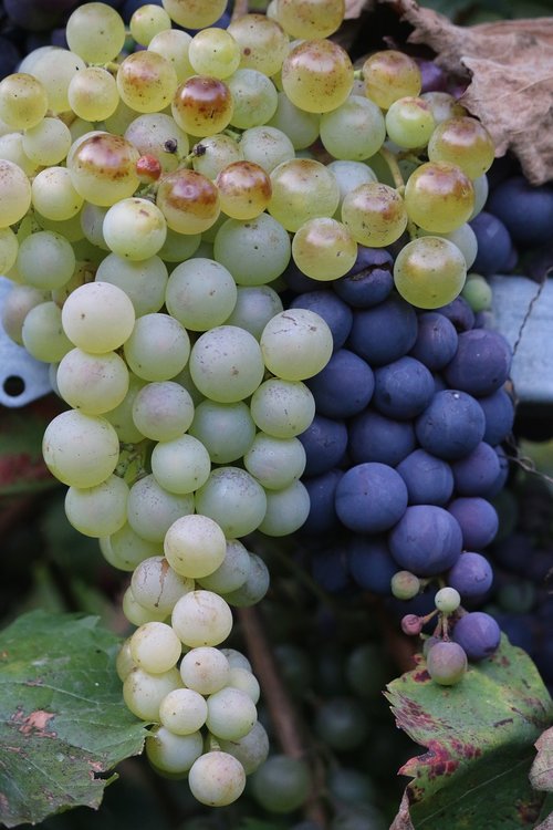 grape  fall  fruit